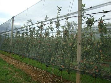 Dark Green HDPE Anti Hail Nets with UV For Agriculture , 30gsm - 50gsm